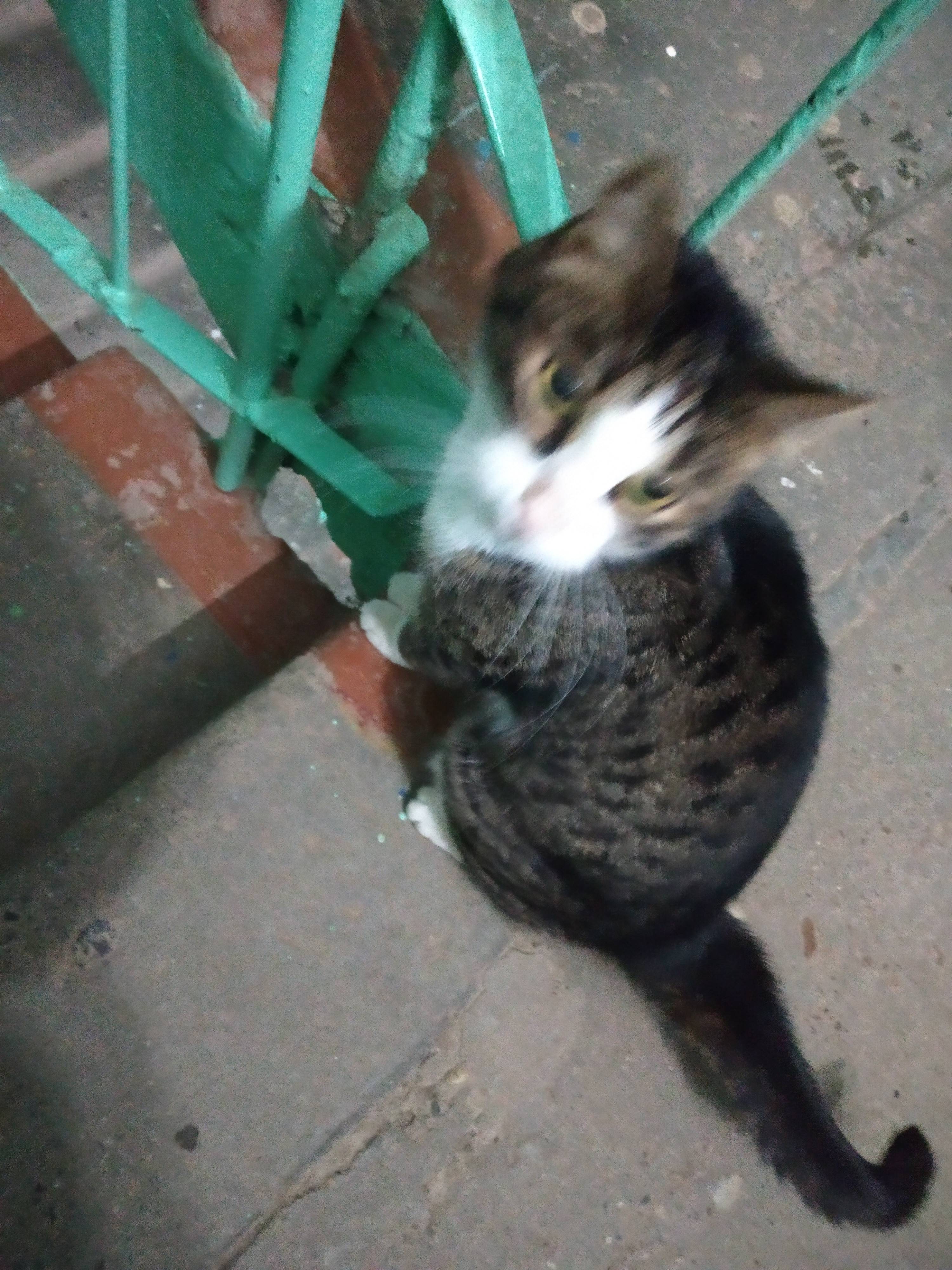 Наиден котик, без хозяев погибнет!