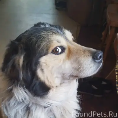 Пропал пёс Дик, Новая Усмань