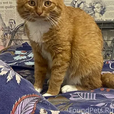 Пропал рыжий кот Толстик, м-н Северный