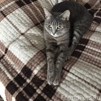 Пропала кошка Маркиза, район Жанар