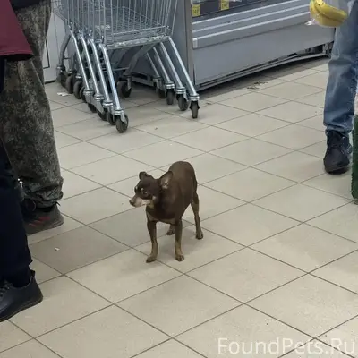 Пропала собака Дикси, Кукарино