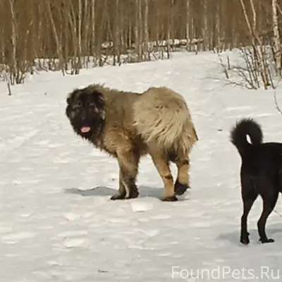 Найден кавказец, Кислотные Дачи