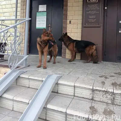 Пропали собаки, 4м-она, д. 12