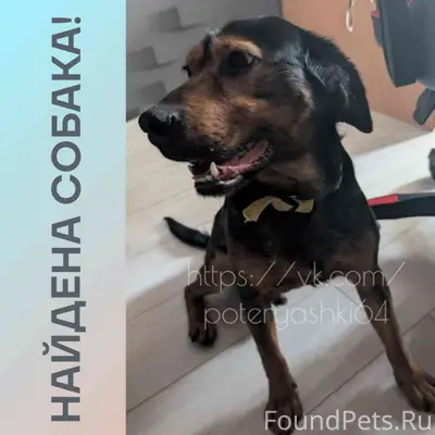 Найден пёс, Заводской район, Саратов