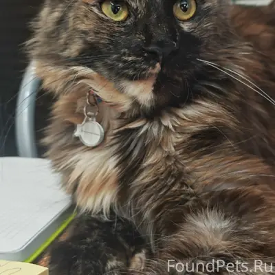 Пропала кошка мейкун Бони, район Есенина