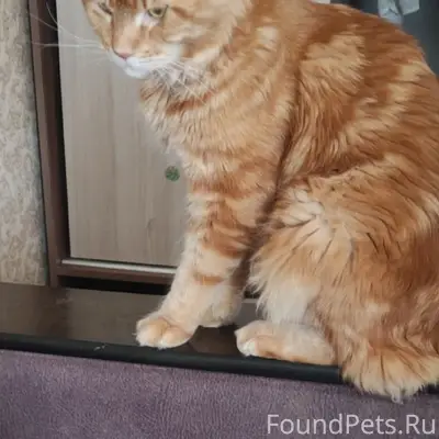 Пропал рыжий Мейн кун, район Химмаш