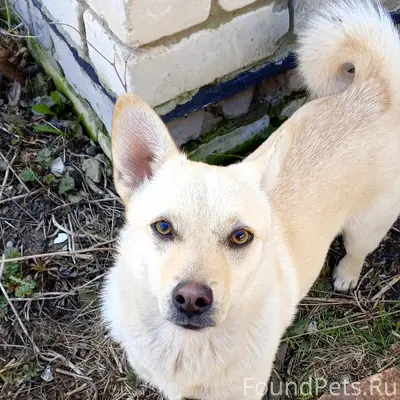 Пропал щенок