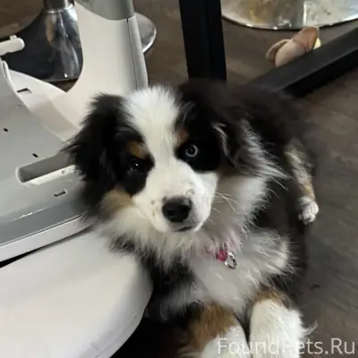 Пропал щенок, хвост купирован, голубой глаз