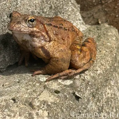Пропала собака, место пропажи: двор