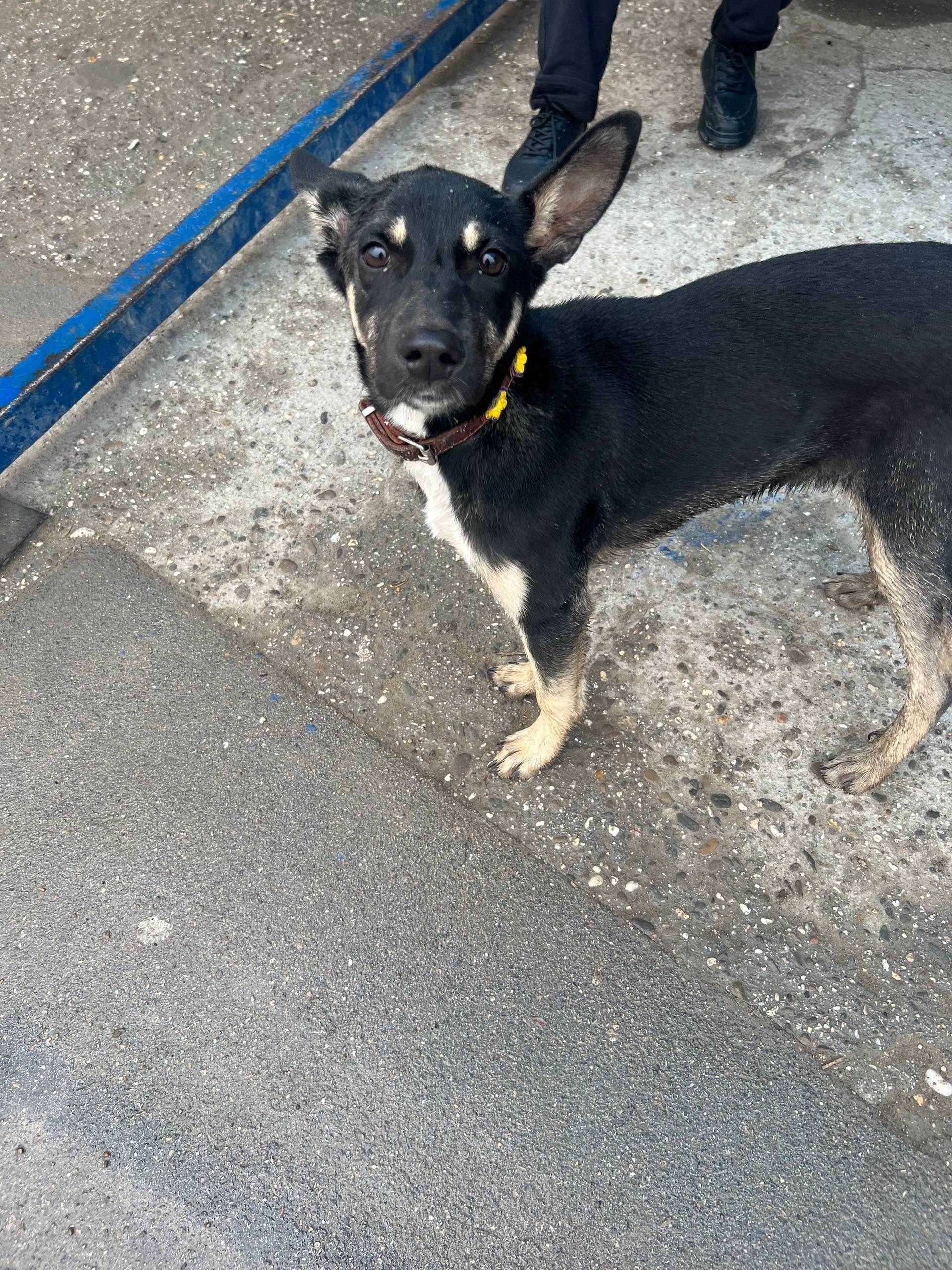 Найдена собака, пгт. Зуя