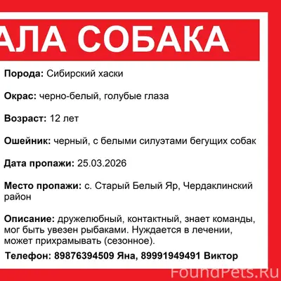 Пропал Сибирский хаски Дайман, с. Старый Белый Яр