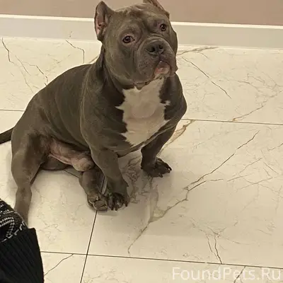 Пропал Тайсон, турбаза Лемью