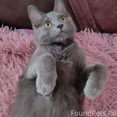 Пропал кот Толик, мкр. Северный 6