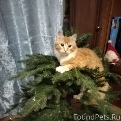 Пропал кот, Братьев Горкушенко 3