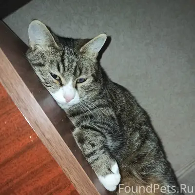 Пропал кот Фунтик, район милиции