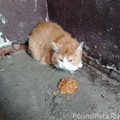 Найден котик, ул. Анны К, д. 16