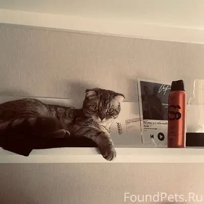 Пропала кошка Юна, Ржев