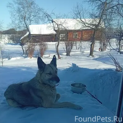 Пропал пёс Бакс, деревня Красная роща