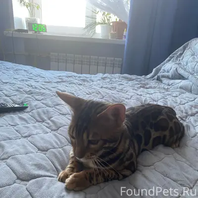 Найден кот, Ул. Коммунальна 3