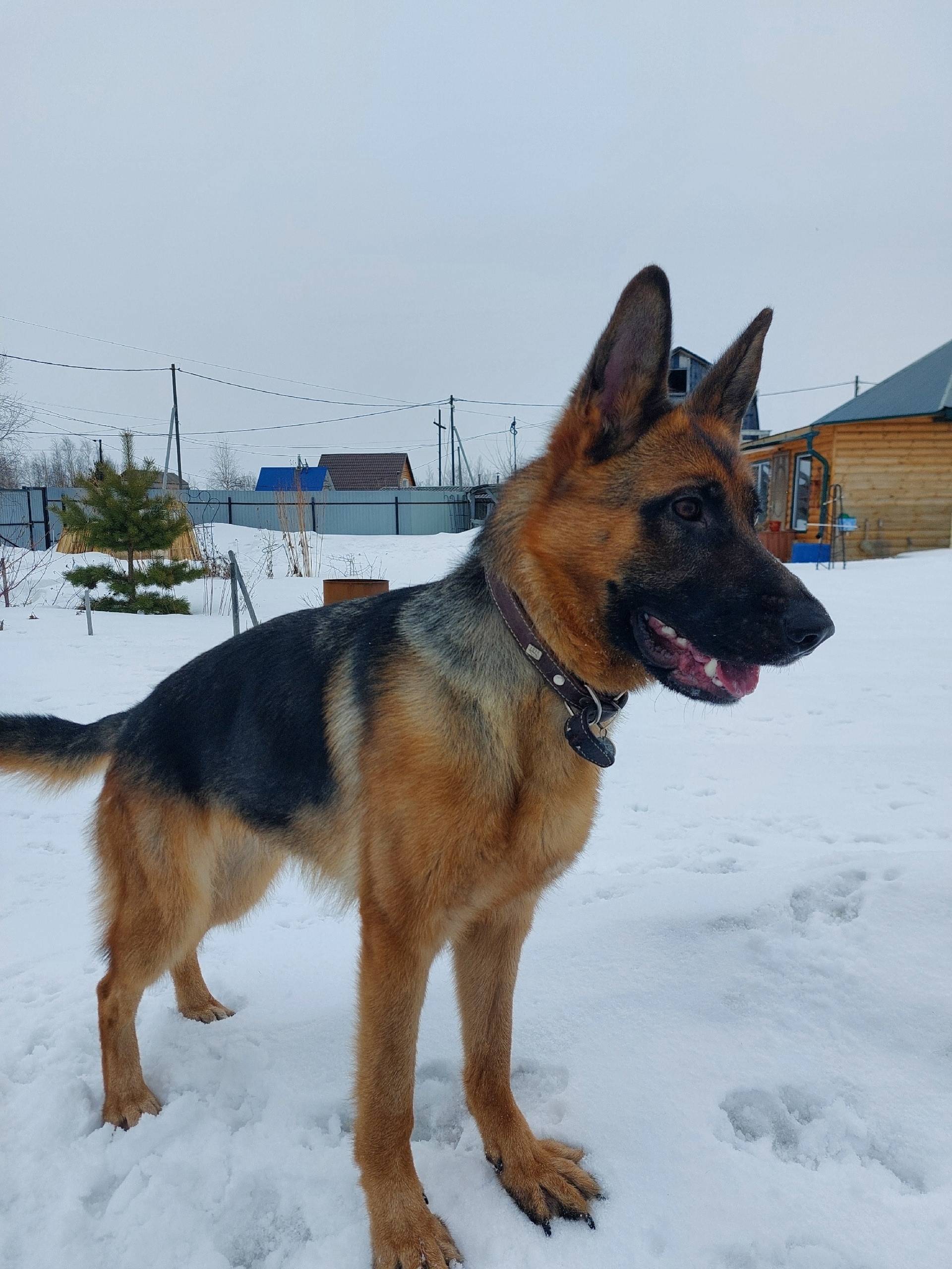Пропала немецкая овчарка Мега, район СОНТ Урожай