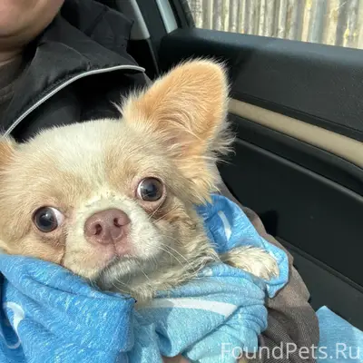 Найден шпиц, Рябинка