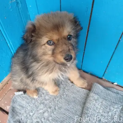 Найден щенок, район Старого села