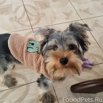 Пропал пёс Чапс, Чапа, частный сектор