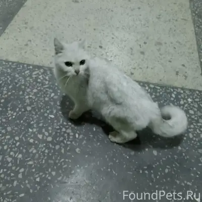 Найдена кошка, улица Королёва