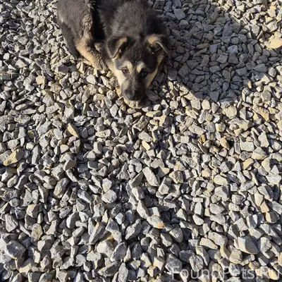 Найден щенок, девочка, за городской больницей