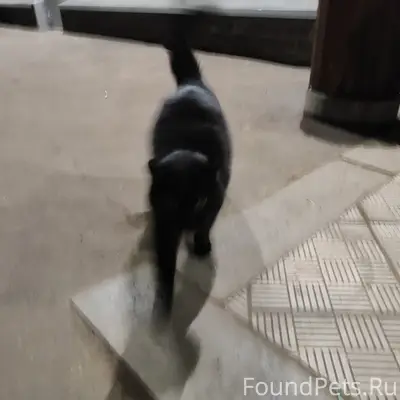 Найдена чёрная кошка с оранжевым ошейником, ул. Куйбышева