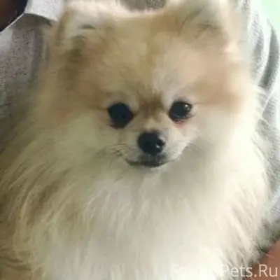 Пропал шпиц Семён, Талица