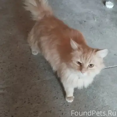 Пропал рыжий кот, Липецк