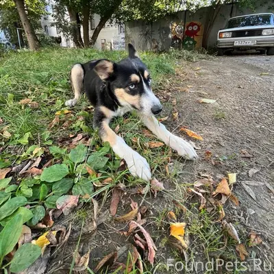 Пропала дворняга Сати, остановка «Путёвка»