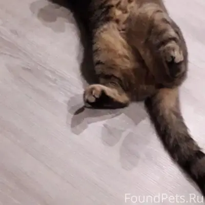 Пропала кошка Алиса, район ветеринарной улицы