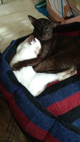 Пропал ориентальный кот Майкл, Симферопольский р-н