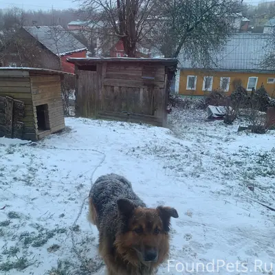 Пропал пёс, район маяка (центр города)