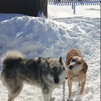 Пропалы две собаки, Думиничи