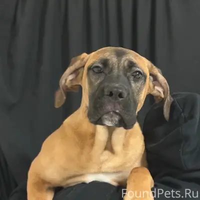 Пропала рыжая Бетти, Дальняя Садовая, Белгород