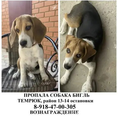 Пропала собака Бигль, Темрюк