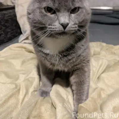 Пропал вислоухий кот Кекс, серый