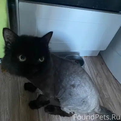 Пропал кот Джинджер, улица Урицкого