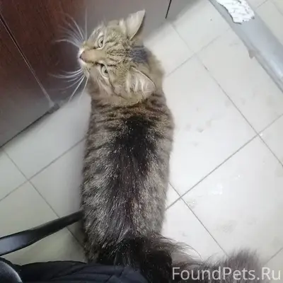Пропала кошка Маруся, Веденеева, 14