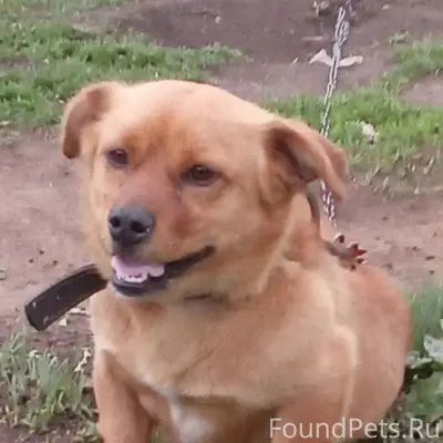 Пропал Яша, собака