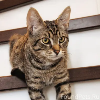 Пропал котёнок Кузя, Григорово