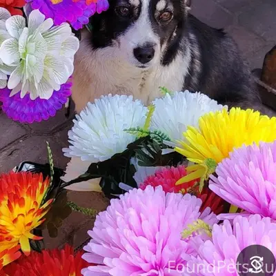 Пропала помесь с корги, рыжая, рынок Кресты