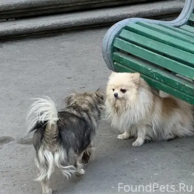 Найден тип собака, Пушкин
