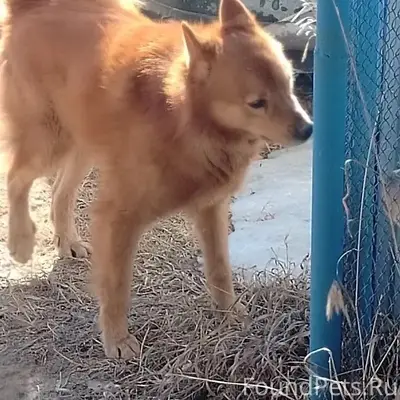 Пропала собака, район ул. Новая