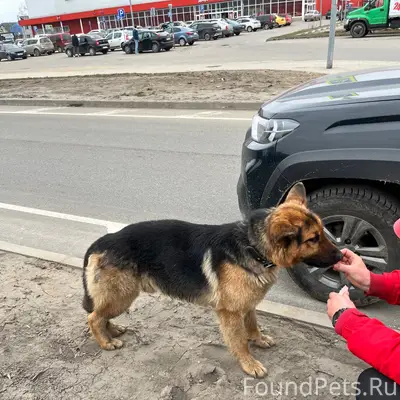Найден тип собака, у южного моста, Тверь