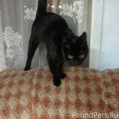 Найдена кошка, переулок Берёзовский