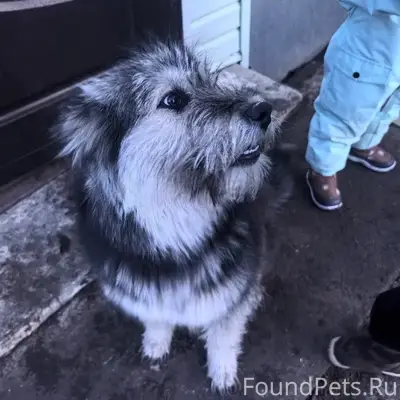 Пропала собака, Южный